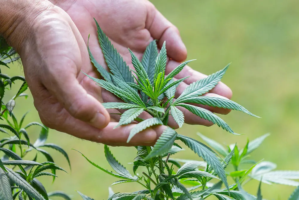 CBD in Skincare: How Cannabidiol Helps Care for Your Skin
